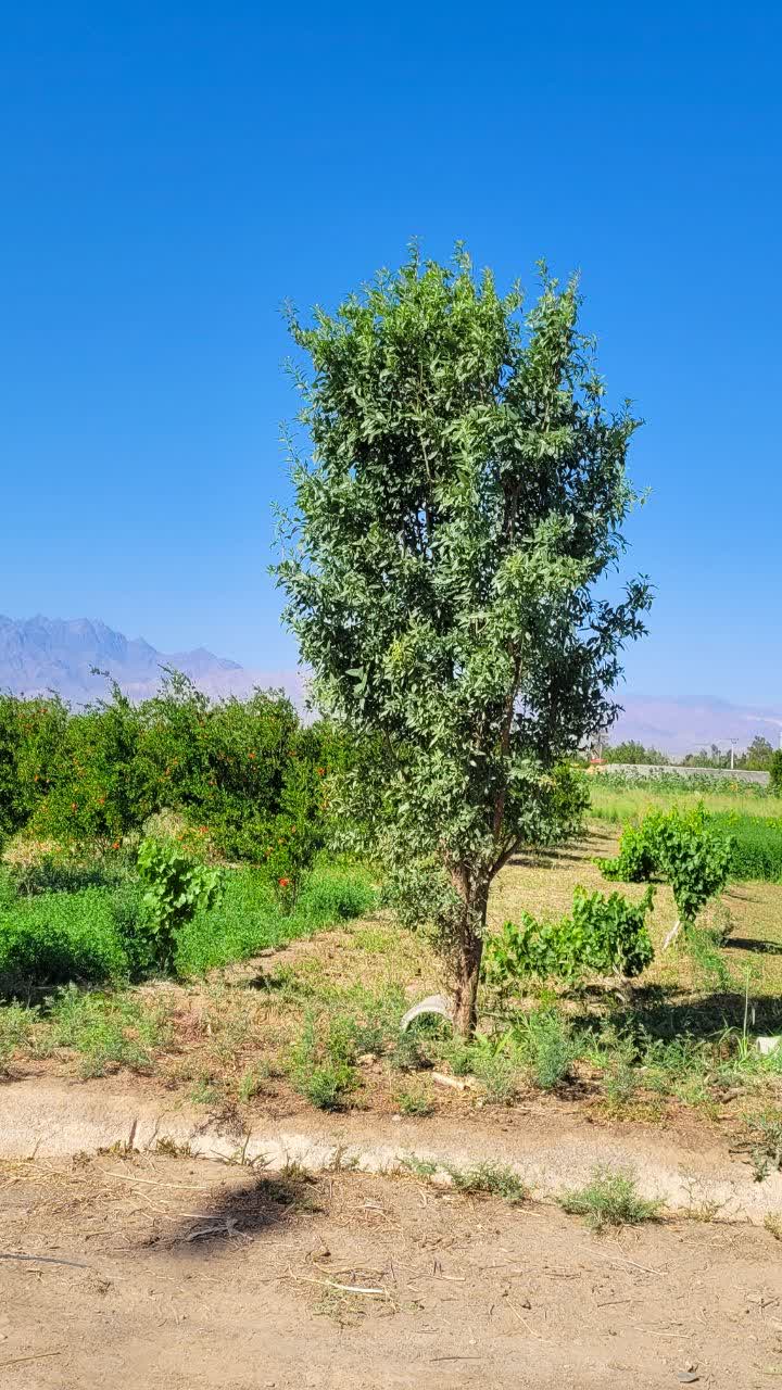 تصویر روستا