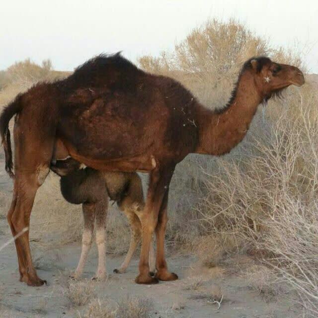 تصویر روستا